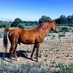 Agroturismo Monte Vale Mosteiro Rosmaninhal (Santarem)