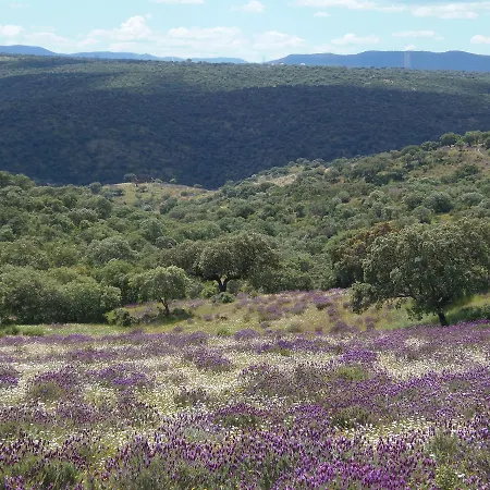 Monte Vale Mosteiro Κατάλυμα σε φάρμα