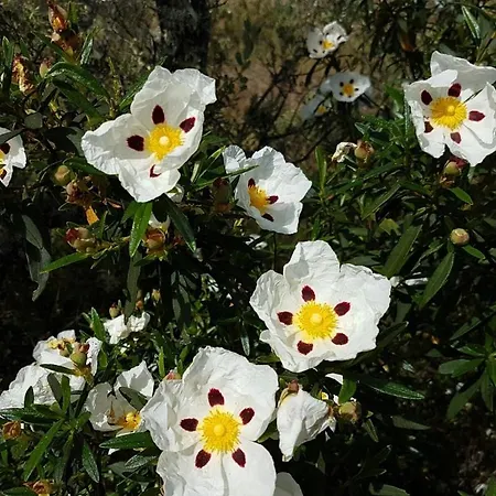 Monte Vale Mosteiro Séjour à la ferme Rosmaninhal (Santarem)