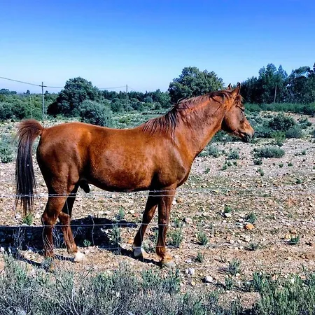 Alojamento de Turismo Rural Monte Vale Mosteiro Rosmaninhal (Santarem)