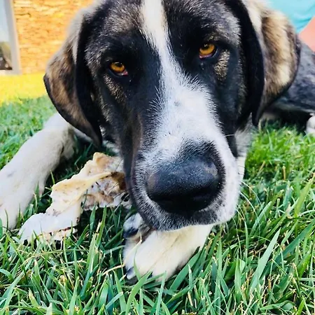 Séjour à la ferme Monte Vale Mosteiro *