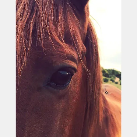 Monte Vale Mosteiro Rosmaninhal (Santarem)