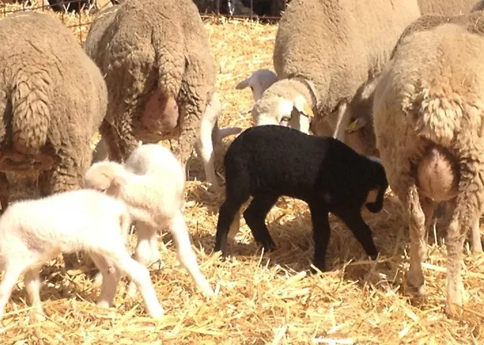 Monte Vale Mosteiro *