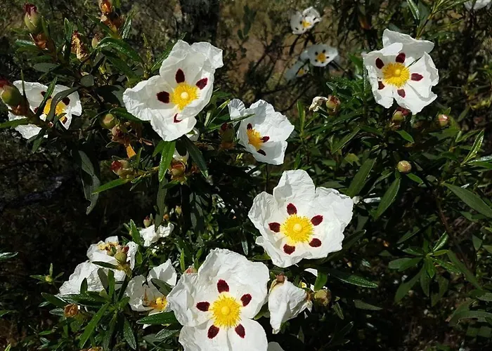 Monte Vale Mosteiro Alojamento de Turismo Rural Rosmaninhal (Santarem)