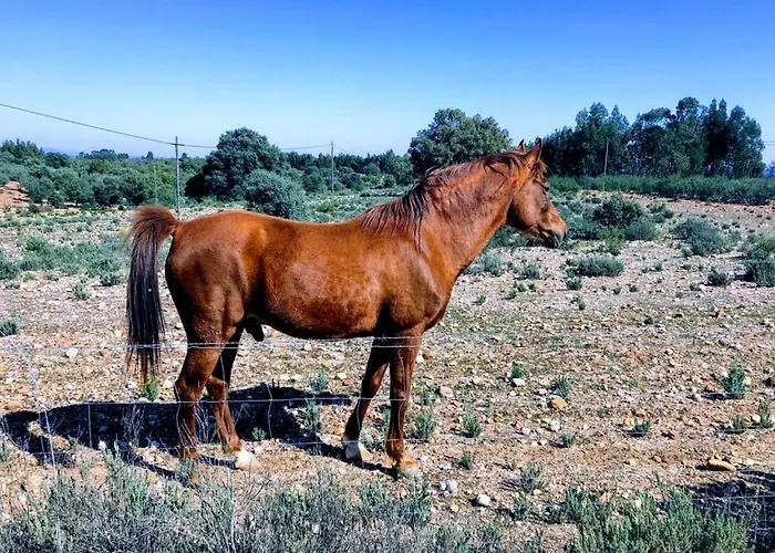 Alojamento de Turismo Rural Monte Vale Mosteiro Rosmaninhal (Santarem)