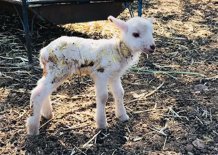 Monte Vale Mosteiro Alojamento de Turismo Rural Rosmaninhal (Santarem)