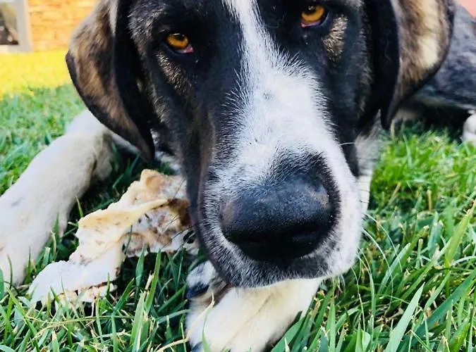 Alojamento de Turismo Rural Monte Vale Mosteiro *